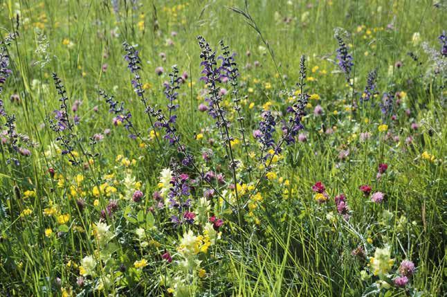 NATUR UND WILDBIENEN Blütenvielfalt ein Schlaraffenland für Blütenreiche, extensiv bewirtschaftete Wiesen bieten vielen und auch hoch spezialisierten Wildbienenarten ein gutes Nahrungsangebot.