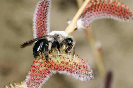 NATUR UND WILDBIENEN Wildbienen Wildbienen, insbesondere Hummeln. Honigbienen oder kleineren Wildbienen bleibt der Zugang zum Pollen der Tomatenblüten verwehrt.