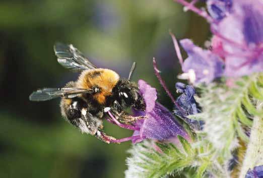Hochspezialisierte Wildbienen Viele Bienenarten haben sich wiederum an morphologische oder chemische Schutzmechanismen der Pflanzen angepasst und sich im Zug dieser Anpassung auf bestimmte