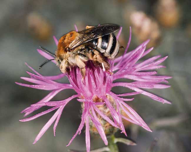 NATUR UND WILDBIENEN Korbblütler sind eine ganz wichtige Familie für mehr als 80 Wildbienenarten, die auf diese Pflanzenfamilie spezialisiert sind wie die Langhornbiene Tetralonia dentata.