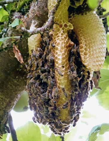 Überwiegend ist es die Mauerbiene (Osmia sp.), welche die meisten Schlupflöcher gefüllt und zugemauert hat.