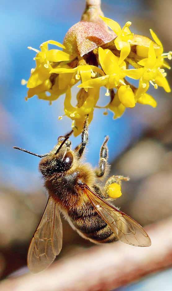 LESERBRIEFE Nektartröpfchen von der Kornelkirsche un blüht die Kornelkirsche N(Cornus mas) wieder und sättigt die Bienen mit Nektar und Pollen bei ihren ersten Suchflügen.