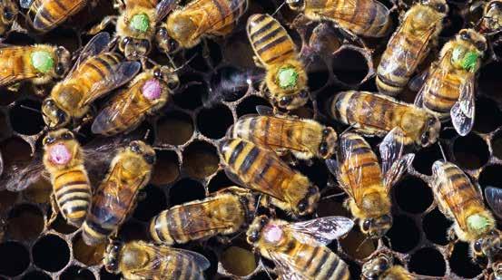 BIENEN IN DER PRESSE Farblich markierte Honigbienen während der Studien.