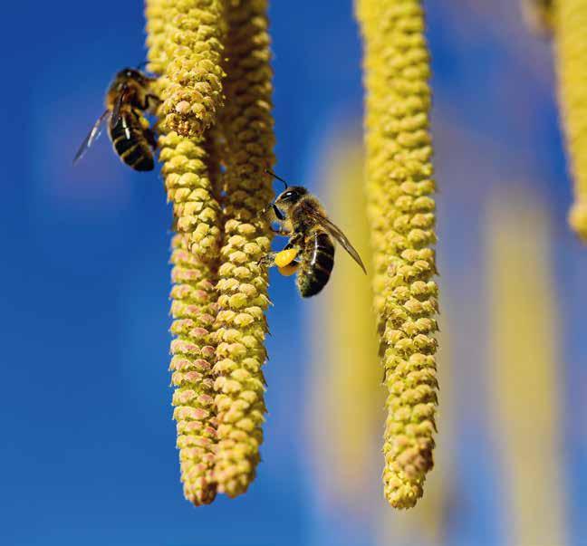 ARBEITSKALENDER ARBEITEN IM FEBRUAR Stockkarten, Bienenstiche und der Umst Der Haselstrauch (Corylus avellana ) verfügt über weibliche und männliche Blütenstände.