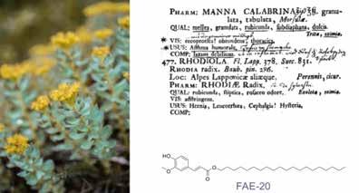 ABTEILUNG GENETIK VON LERNEN UND GEDÄCHTNIS... Rosenwurz (Rhodiola rosea), eine Medizinalpflanze zur Gedächtnisverbesserung beim Menschen (links); aus Linnaeus 1749 (oben rechts; Bild: gallica.bnf.