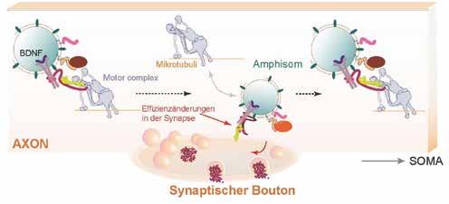 FORSCHUNGSGRUPPE NEUROPLASTIZITÄT... NEWS FROM NEURONAL TRANSPORT LOGISTICS There is growing evidence that autophagy might serve specialized functions in neurons besides its role in protein homeostasis.
