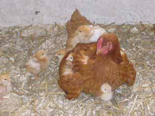 Ganz wichtig ist, dass sie täglich ausreichend frisches Wasser bekommen. Woran kann man erkennen, welche Eier die Hühner legen?