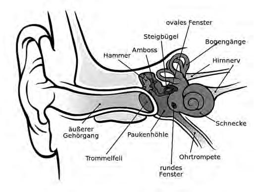 57 Abb. 2: Anatomie des menschlichen Ohrs.