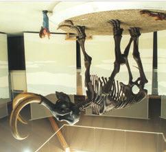 Ausflugstipps Ausflugstipps Südostbayerisches Naturkunde- und Mammut-Museum Das Naturkundemuseum Siegsdorf vermittelt die Erdgeschichte des Raumes zwischen Rosenheim, Salzburg Mühldorf und dem
