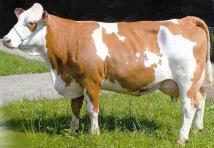 TIERHALTUNG DIREKTVERMARKTUNG TGD-Grundausbildung Rinderhaltung Ausbildungserfordernisse gemäß Tierarzneimittelkontrollgesetz.