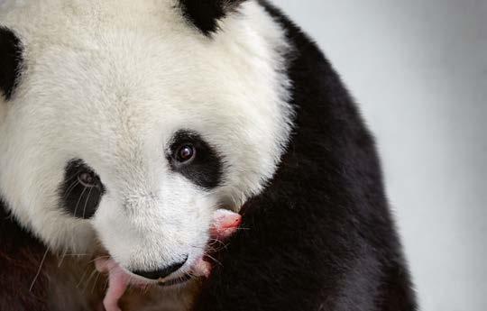Hübsche Teenagerin Erfüllt Einem Notgeilen Pandabären Einen Wunsch