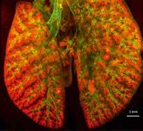 Forschungshighlight im Bereich Präklinischer BIldgebung 2019 Spektakuläre Einblicke in das Innerste der Lunge helfen bei der Entwicklung von Nanomedizin.