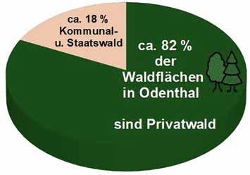Private Besitzer von kleinen bis großen Waldflächen in und um Odenthal, die Gemeinde Odenthal mit ihren Wäldern und die Kirchen mit ihren Waldflächen. Warum stirbt der größte Teil der Fichten?
