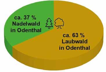 In Odenthal sind 95% (ca. 8 Mio. m²) der Fichten geschädigt oder abgestorben. Sind auch andere Baumarten geschädigt?