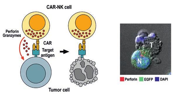 Durch Expression sogenannter chimärer Antigenrezeptoren (CARs) generieren wir mittels lentiviralem Gentransfer genmodifizierte NK-Zellen, die Tumorzellen selektiv abtöten.