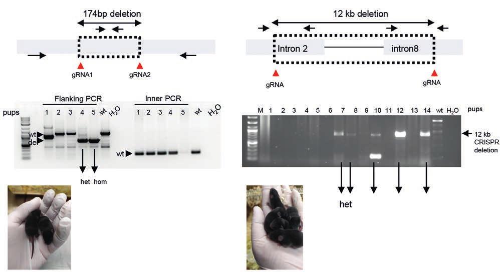 A single reporter mouse line for Vika, Flp, Dre, and Cre-recombination, Scientific Reports, Nature Publishing Group, 2018 Madina Karimova, Victoria