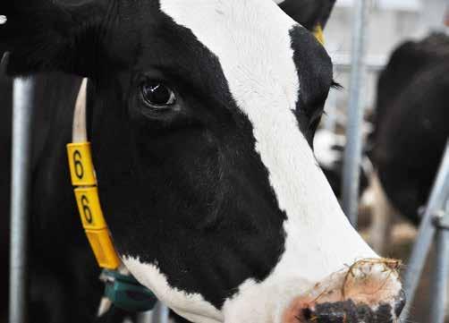 4 Aus dem Kreisverband Stall und Weide haben Stärken und Schwächen Systemanalyse Milch legt umfangreiche Forschungsergebnisse vor Termine und Fristen jährlich laufend Bereich Wirtschaftsdüngermeldung.