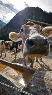 Mit dem Pakt für mehr Tierwohl in der produzierenden Landwirtschaft setzt das Bundesministerium für Landwirtschaft, Regionen und Tourismus (BMLRT) konkrete Anreize, um tierwohlgerechte Haltung