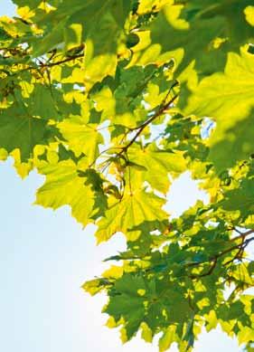 Anzeige Dauerkartenvorverkauf ab 23. April 2020 die Baumscheiben vom Unkraut befreit. Besonders bei Pflanzungen im Frühling muss man mehr hinterher sein mit dem Wässern, sagt Frau Michi.