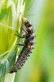 Auch der Weizengallmücke und der Sattelmücke sollte auf altbekannten Befallsflächen stets vollste Aufmerksamkeit geschenkt werden, vor allem wenn optimale Bedingungen für den Schlupf der Mücken und