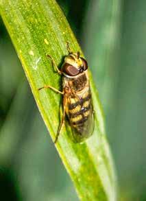BAUERNBLATT 30. Mai 2020 Pflanze 27 Es gibt zahlreiche Schlupfwespenarten, die zu einer natürlichen Regulation von Schadinsekten beitragen.