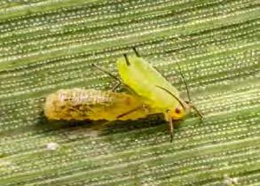 Die Schlupfwespenart Platygaster equestris parasitiert die Eigelege der Sattelmücke (li.). Mehrere Schlupfwespenarten legen Eier in lebende Blattläuse ab.