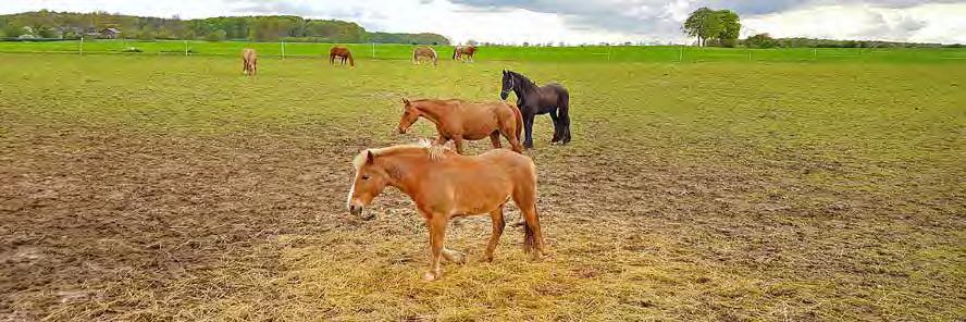 48 Pferd & Reiter BAUERNBLATT 30. Mai 2020 Jedes Pferd auf der Heidbergfarm bekommt täglichen Weidegang.