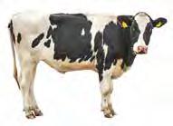 94 Markt - Rinder, Milch, Schafe BAUERNBLATT 30. Mai 2020 Schlachtrinderkurse deutlich erholt Im Handel mit Schlachtrindern zeigt sich eine Trendwende.