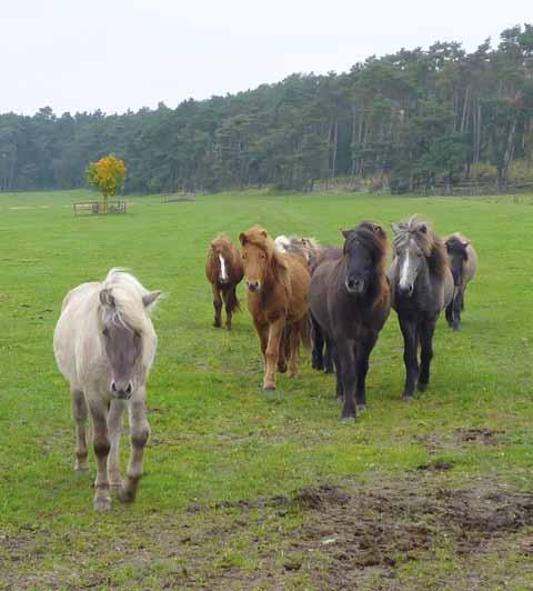 LWK 2020 Tier lwk-niedersachsen.de/pferd 22 Pferde Erst schlaumachen wollen, aber nicht über eine entsprechende Ausbildung verfügen. Der Lehrgang vermittelt Kenntnisse z.b. zum Umgang mit Pferden, zur Zucht und Fütterung.