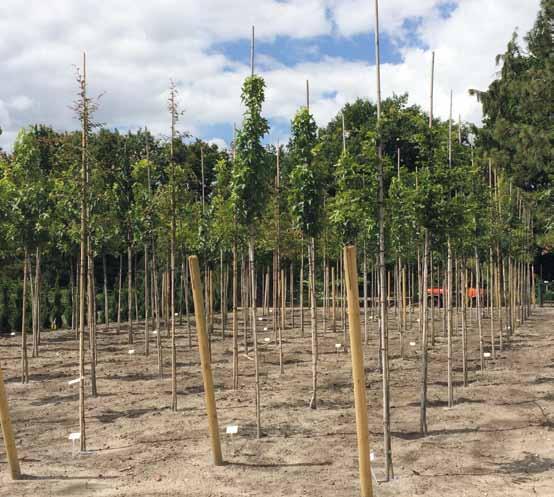 LWK 2020 Gartenbau lwk-niedersachsen.de/gartenbau 38 Baumarten der Zukunft Bis zur Empfehlung eines Baumes können zwanzig Jahre Testung vergehen.