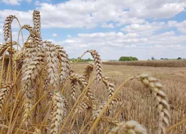 Die Märkte reagierten auf die auch in anderen wichtigen Anbaugebieten rückläufigen Weizenflächen schon zu Jahresbeginn mit deutlich anziehenden Preisen.
