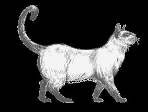 Im Gegensatz zu den meisten Katzenrassen sind Maine-Coon-Katzen dafür bekannt, Wasser zu mögen. Wird eine Maine Coon allein gehalten, braucht sie viel menschliche Zuwendung.