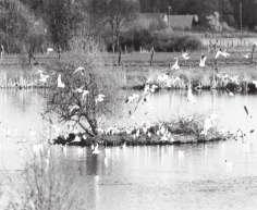 Vereinsemblem darzustellen. Das Naturdenkmal Brettorfer Möwenschlatt ist ein kleiner, flacher See mit einer kleinen Insel, auf der im Frühjahr ca. 50 Möwenpaare ihren Nachwuchs großziehen.