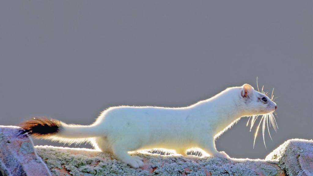 Das Hermelin verfärbt sich im Winter weiß, nur die Schwanzspitze bleibt schwarz. Beim Hermelin wird jedes Jahr nur ein Wurf aufgezogen. Das Mauswiesel ist das kleinste Raubtier der Erde.