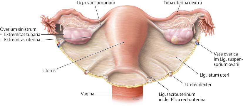 Es Ist Viel Funktioneller Erweitern Die Vagina Von Der Hinteren Position