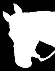 Marktplatz Marché d annonces Pferde/Ponys Chevaux/Poneys Ausrüstung Equipements Ihr Partner für Pferdeverzollungen Rhenus Logistics AG - Pferdeverzollungen pferdeverzollung@ch.rhenus.