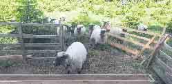 Im Gegensatz zu normalen Weideschafen sind Shropshire-Schafe eine besondere Rasse, die die Triebe der Bäume nicht verbeißen oder die Rinde von Bäumen schälen.
