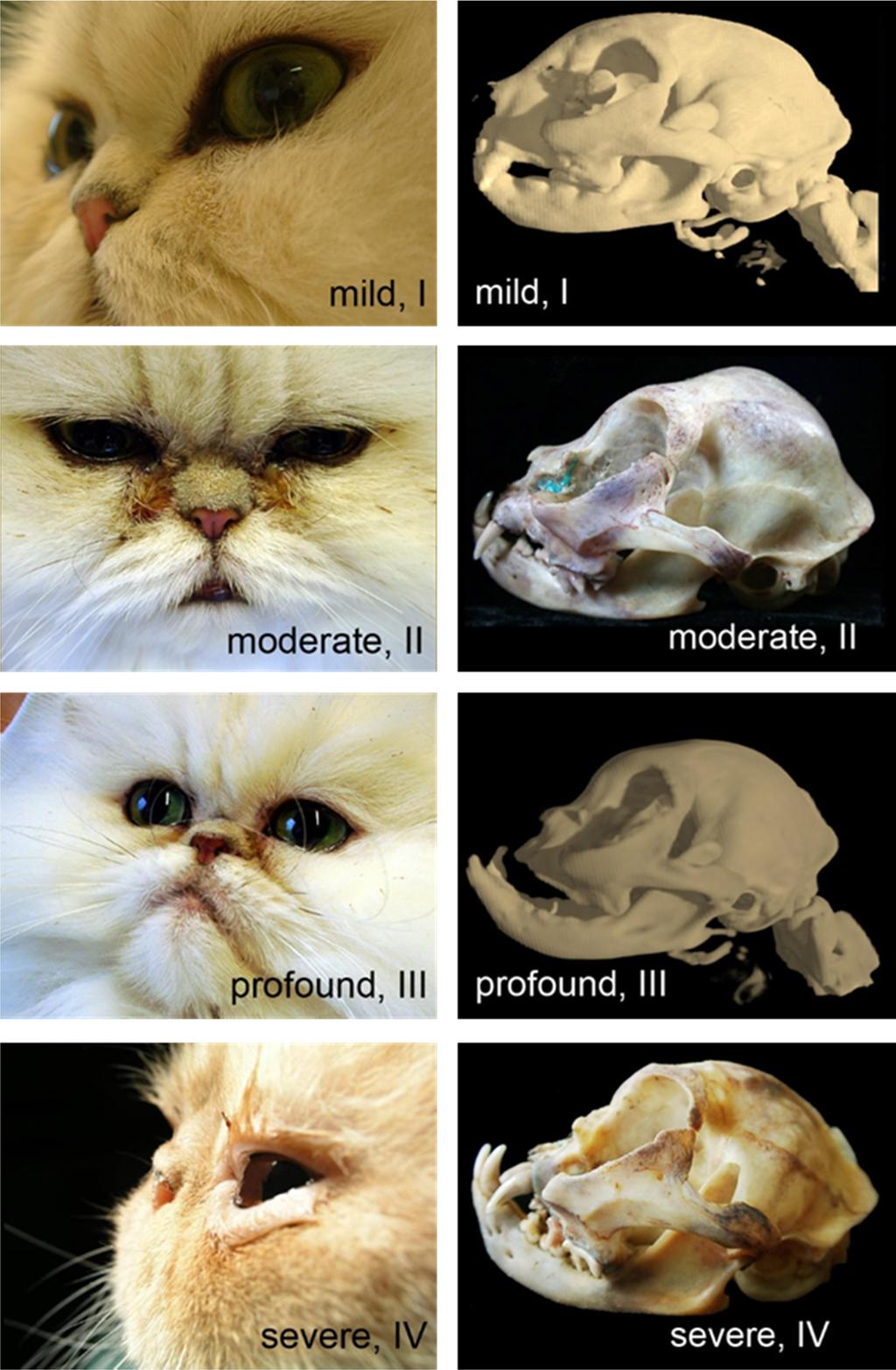 Qualzuchten der Katze Abbildung 5: Klassifikationsschema des Brachyzephaliegrades von I IV nach Schlueter et