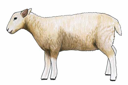 Molly das Schaf Das Schäfchen steht auf einer saftigen Wiese und wirft 4 unterschiedliche Das Schäfchen steht auf einer saftigen Wiese und wirft unterschiedliche