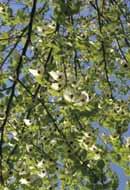 Die schräg aufrecht stehenden Äste und Zweige sind olivgrau bis hellbraun und mit kleinen dunklen Korkzellen besetzt.