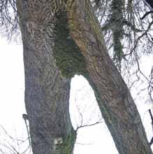 Wie Ihnen aus eigenen Beobachtungen bekannt sein wird, weisen die meisten Bäume einen, vom Stammfuß bis in die Kronenspitze, durchgehenden Stammverlauf auf.