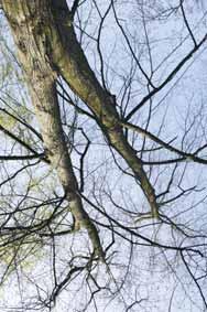 Jedoch ist in der Natur auch zu beobachten, dass sich der Stamm von Bäumen, aus unterschiedlichen Gründen, in zwei oder sogar mehrere kronenbildende Stämmlinge aufteilt. Somit entstehen Baumgabeln.