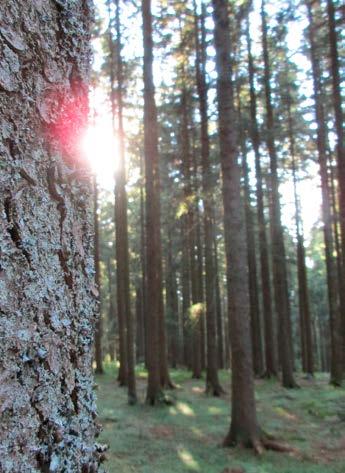 48 l MONITORING UND FORSCHUNG JAHRESBERICHT NATIONALPARK SCHWARZWALD l 49 Waldbasierter Gesundheitstourismus Nationalpark Schwarzwald gestellten Projekte waren Ein Tag Wilder - eine Wanderung abseits