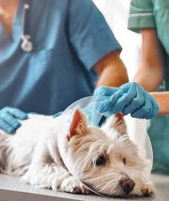 Tiermedizinischer Fachangestellter (m/w/d) Hund, Katze, Maus. Auch Tiere brauchen hin und wieder auch einen Arzt.