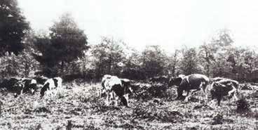 Dass das damals noch sumpfige und unbewohnte Leegebruch zu jener Zeit zum Forstrevier Oranienburg gehörte, ist nicht neu. Aber was hatte es mit der Hütung auf sich?