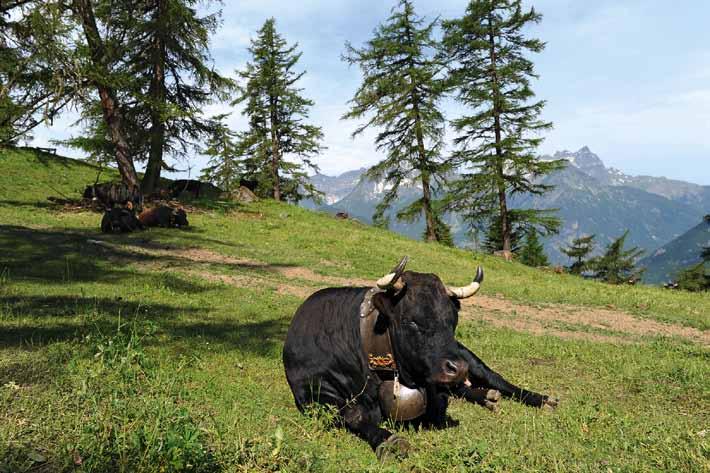 Klassisch beweiden Landschaft erhalten In der Schweiz wird die Beweidung im Hochgebirge von staatlicher Seite unterstützt.