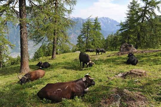 Während die Kühe im Winter Heu und Kraftfutter zu Fressen bekommen, wird im Sommer auf der Weide nicht zugefüttert.