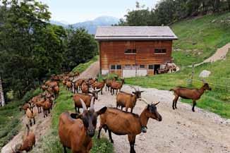 Sie sind lebendige Rasenmäher, betreiben Landschaftspflege, geben hochwertige Milch und gutes Fleisch und sind obendrein eine touristische Attraktion, freut sich Berater Rotzer.