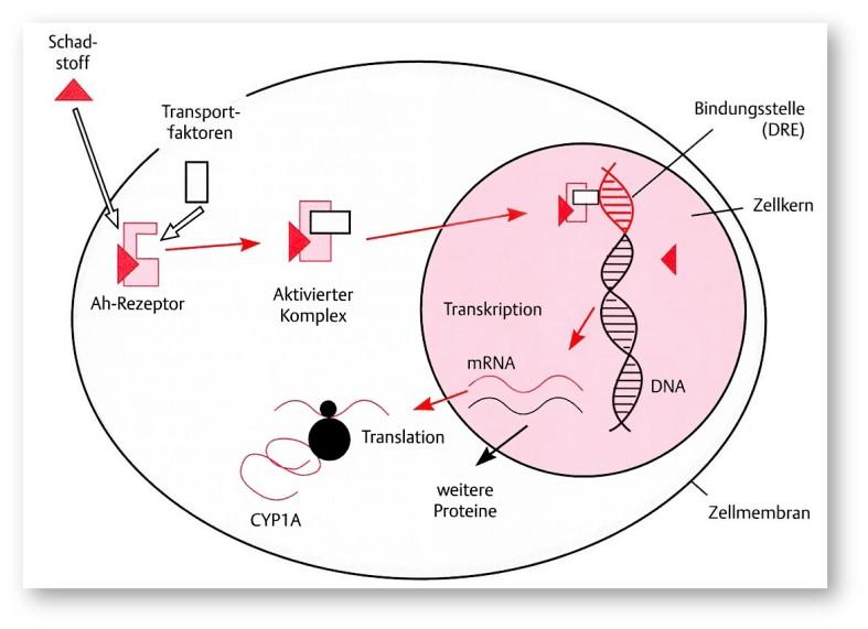 EINLEITUNG Abb. 1: Wirkmechanismus von potentiellen AhR-Liganden an den Ah-Rezeptor im Cytosol der Zelle.