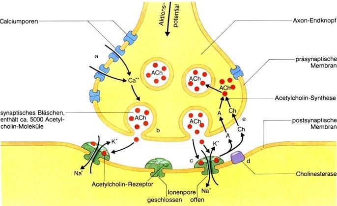 EINLEITUNG Abb. 3: Schema zur Übermittlung eines Nervenimpulses an einer cholinergen Synapse.
